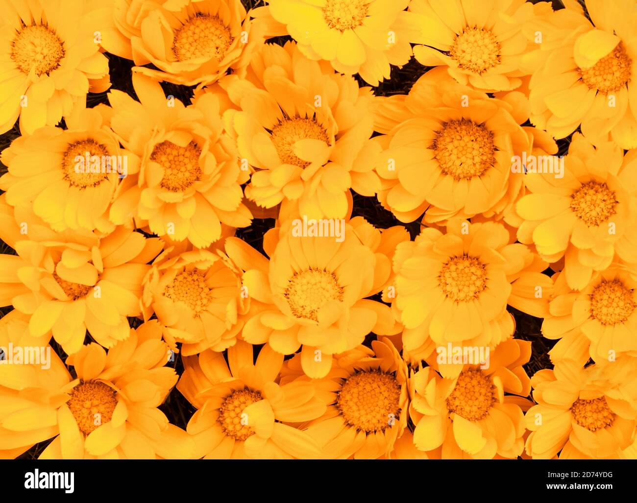 Marigold flower HD wallpapers  Pxfuel