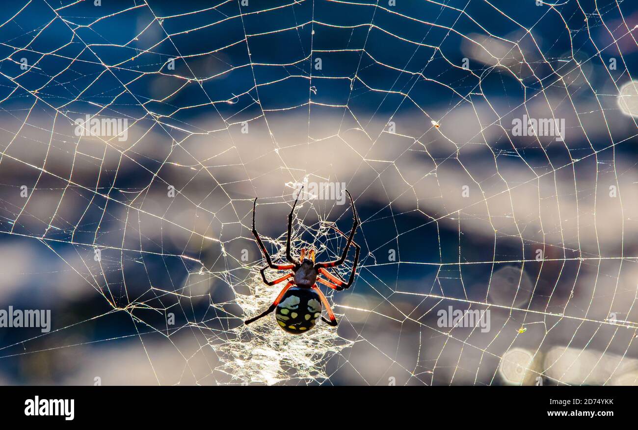 Female Yellow Garden ORB Weaver Spider (Argiope Aurantia). Yellow garden spiders are large, orb-weaving arachnids, meaning they spin a circular web. M Stock Photo