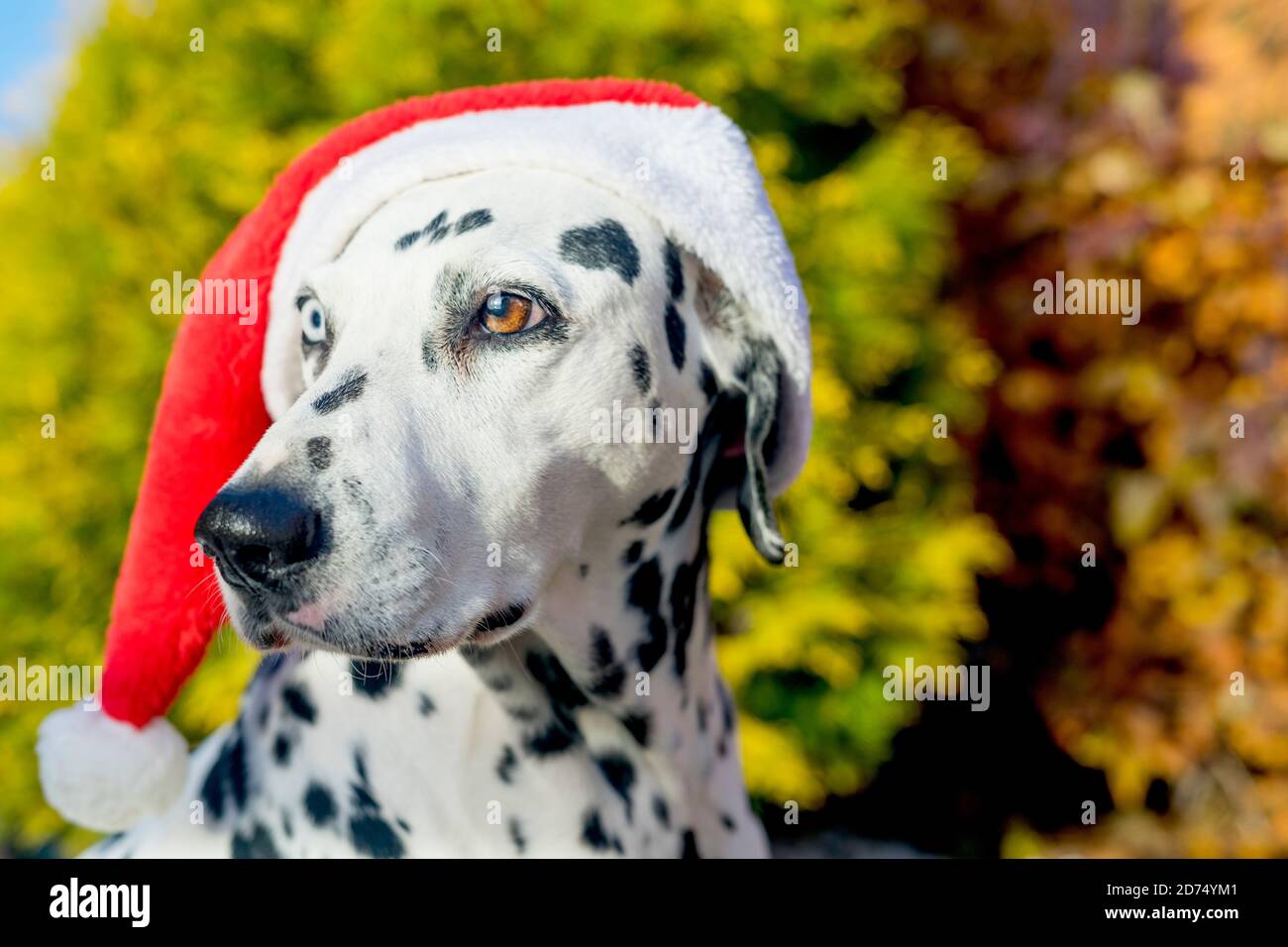 Dalmatian dog in a Santa hat. Dalmatian with heterochromia of the eyes. Outdoor portrait of a purebred dog. A dog with a mottled color. Merry Christmas and Happy New Year. Space for text. Selective focus. Focus on brown eye of the dog. Stock Photo