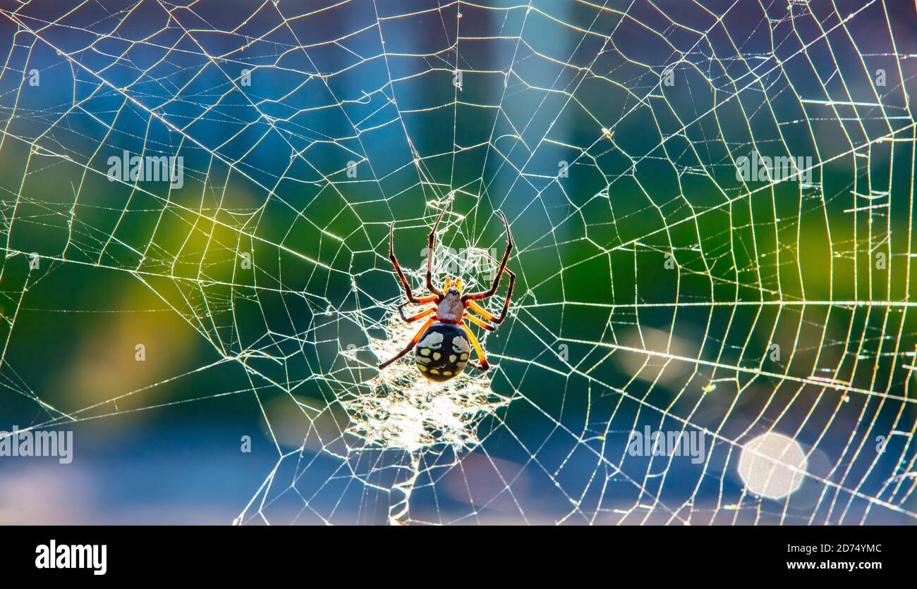 Female Yellow Garden ORB Weaver Spider (Argiope Aurantia). Yellow garden spiders are large, orb-weaving arachnids, meaning they spin a circular web. M Stock Photo