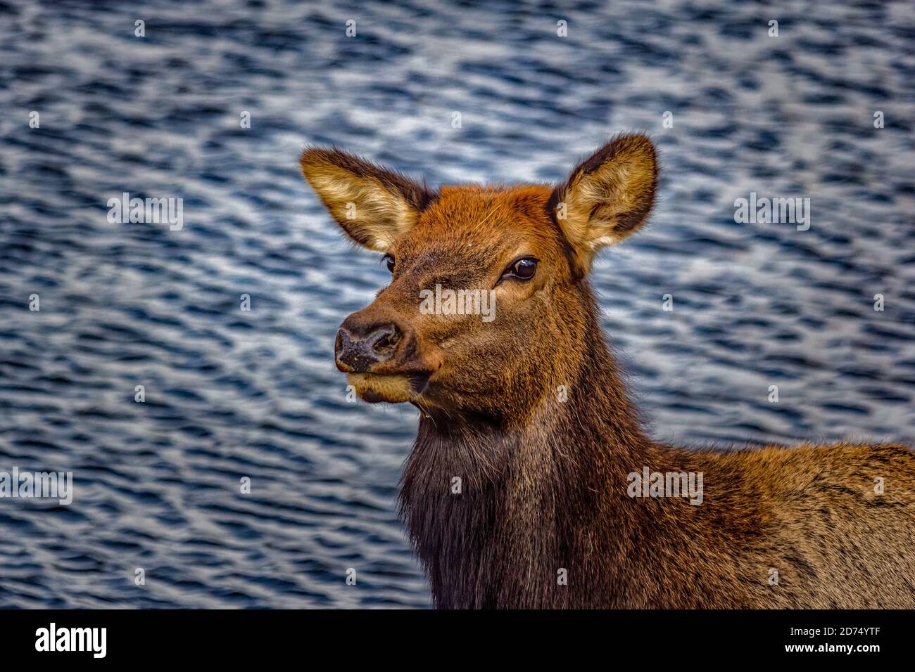 elk-in-rut-at-rocky-mountain-national-park-stock-photo-alamy