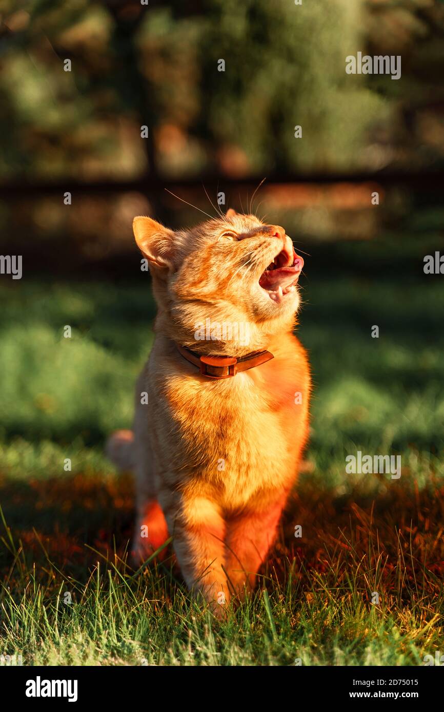 Cat sitting in sunset High Resolution Stock Photography and Images - Alamy