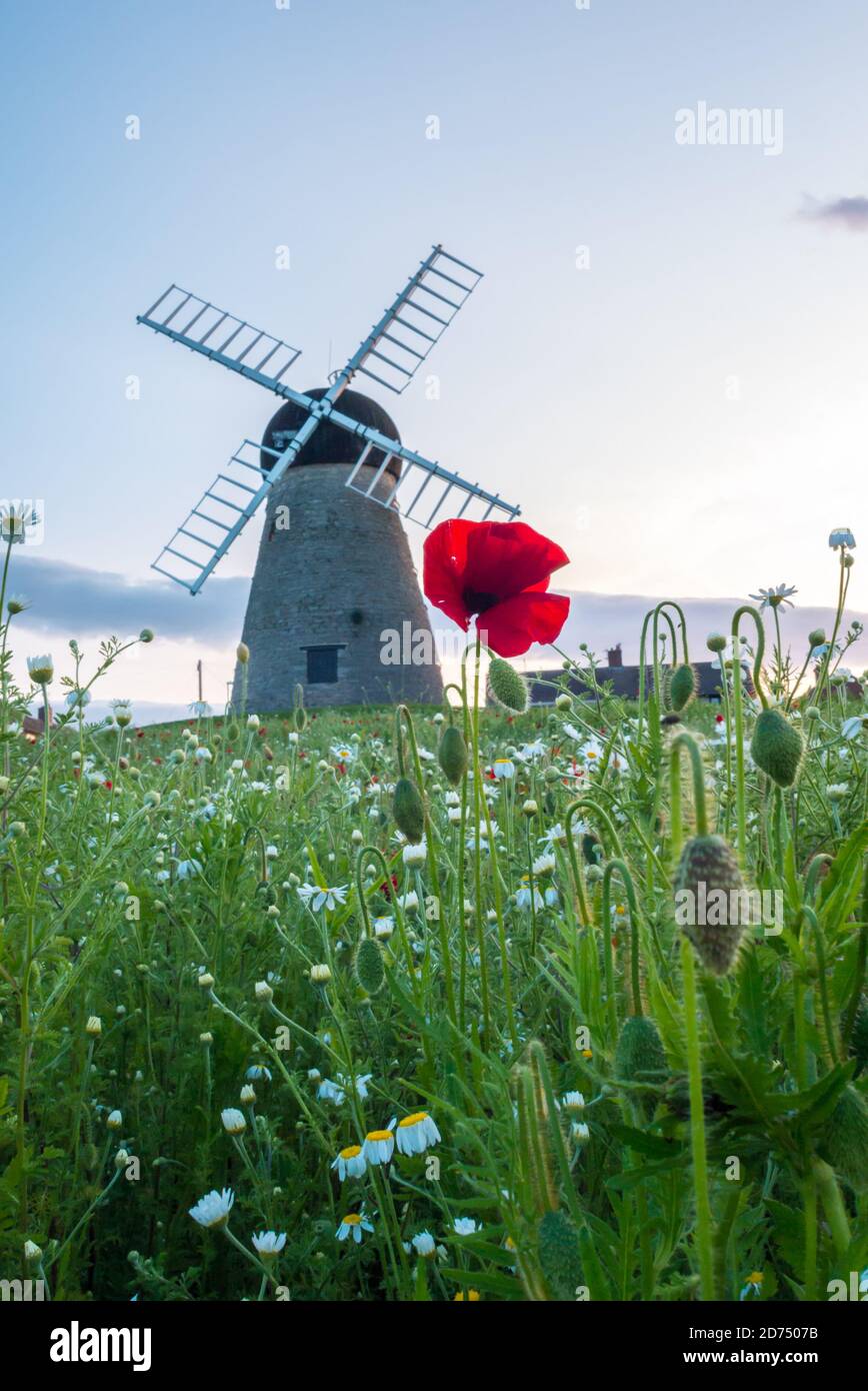 Summer Flowers at Whitburn Windmill, Whitburn, UK Stock Photo Alamy