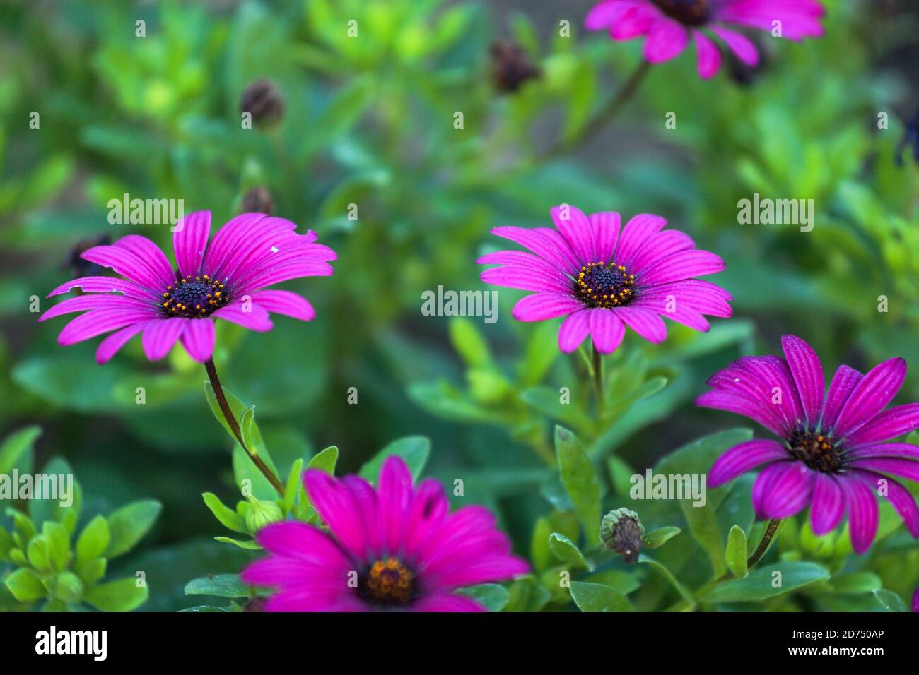 Image of purple daisy flower hires stock photography and images Alamy