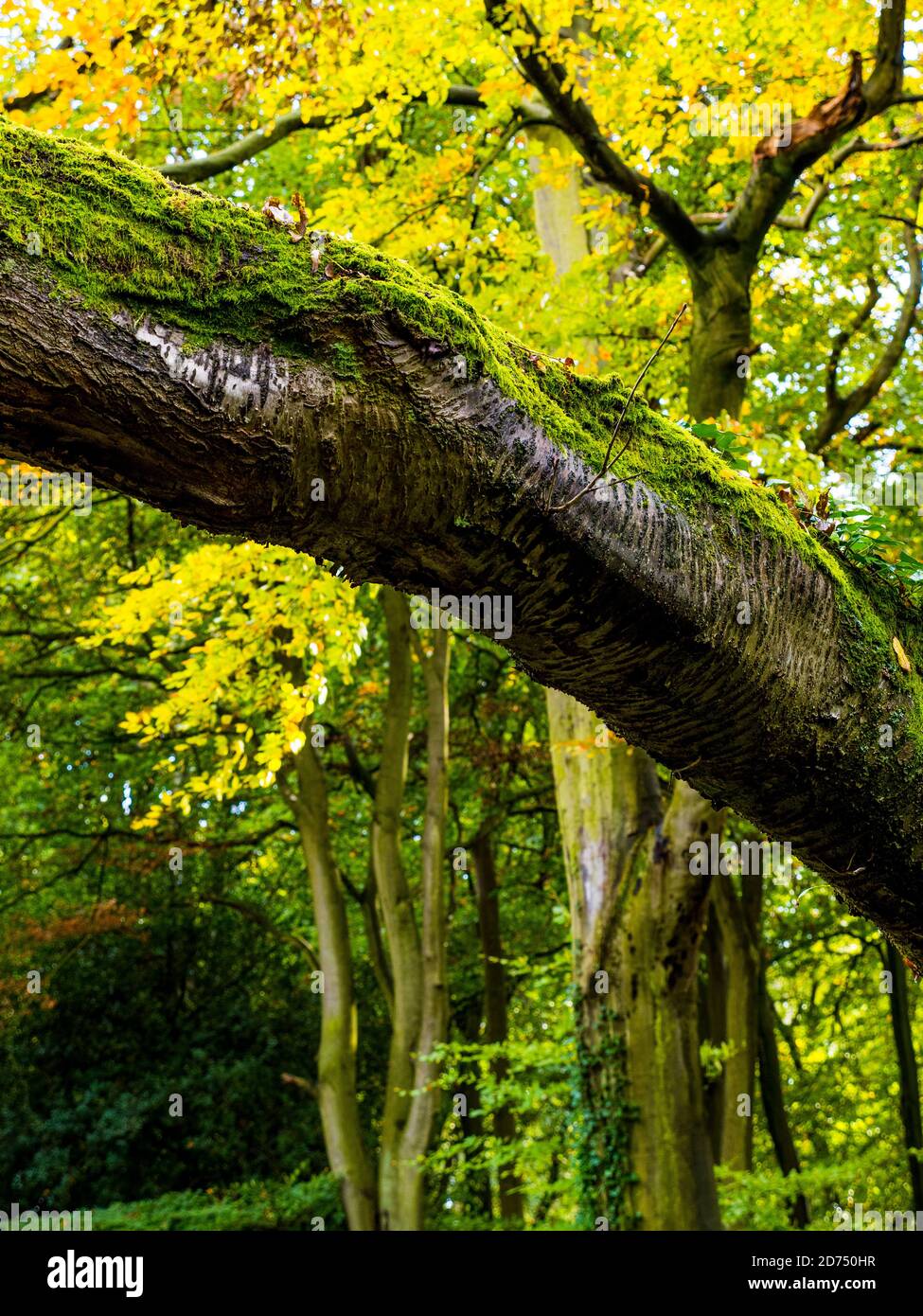 Moss Covered Fallen Tree Fine Art Landscape Clayfield Copse Emma Green Caversham Reading Berkshire England Uk Gb Stock Photo Alamy