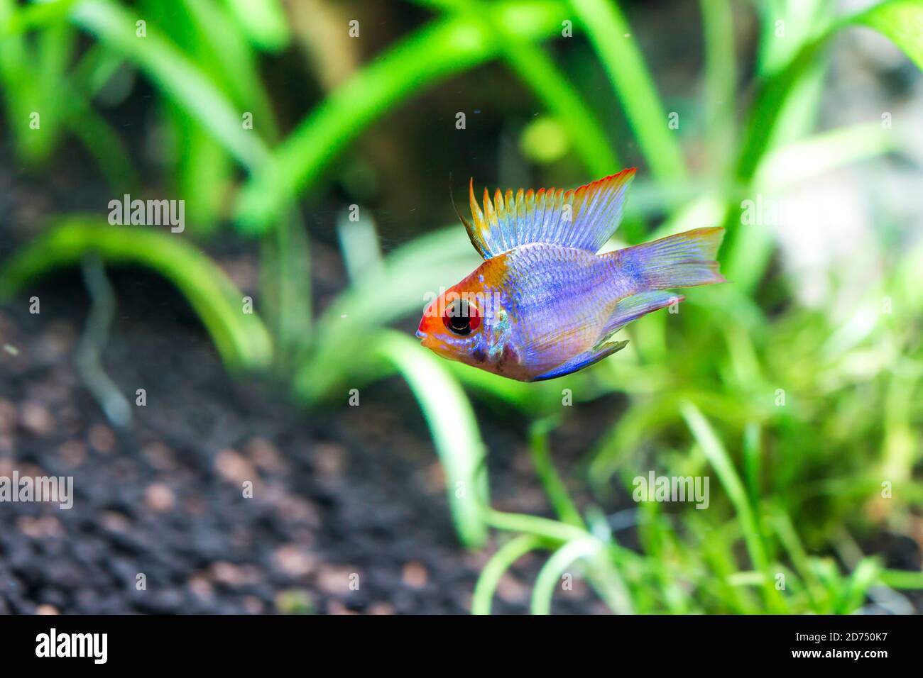 Electric Blue Ram (Mikrogeophagus ramirezi) Stock Photo