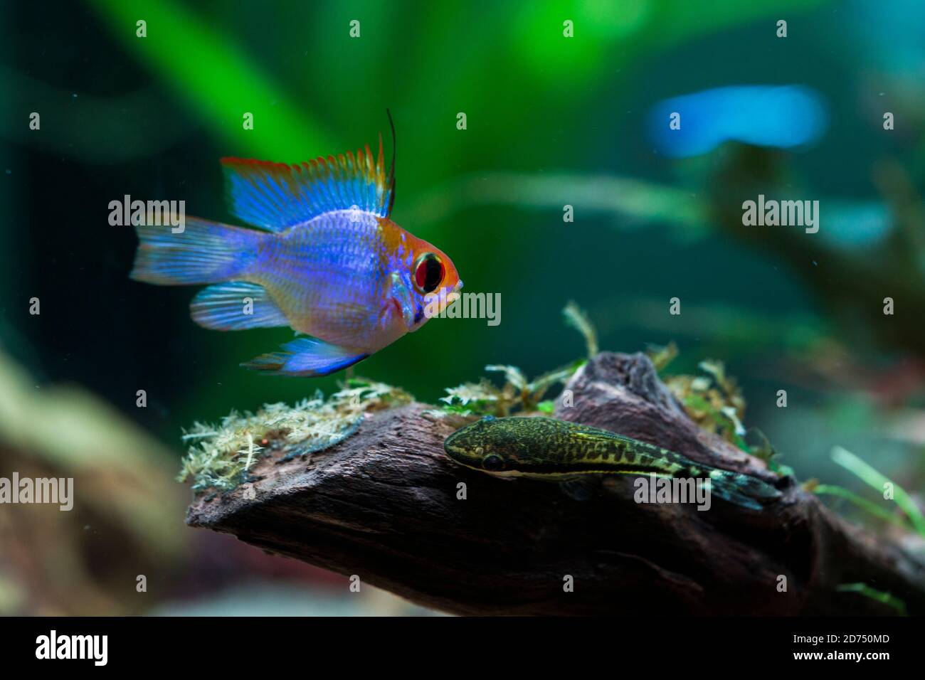 Electric Blue Ram (Mikrogeophagus ramirezi) Stock Photo