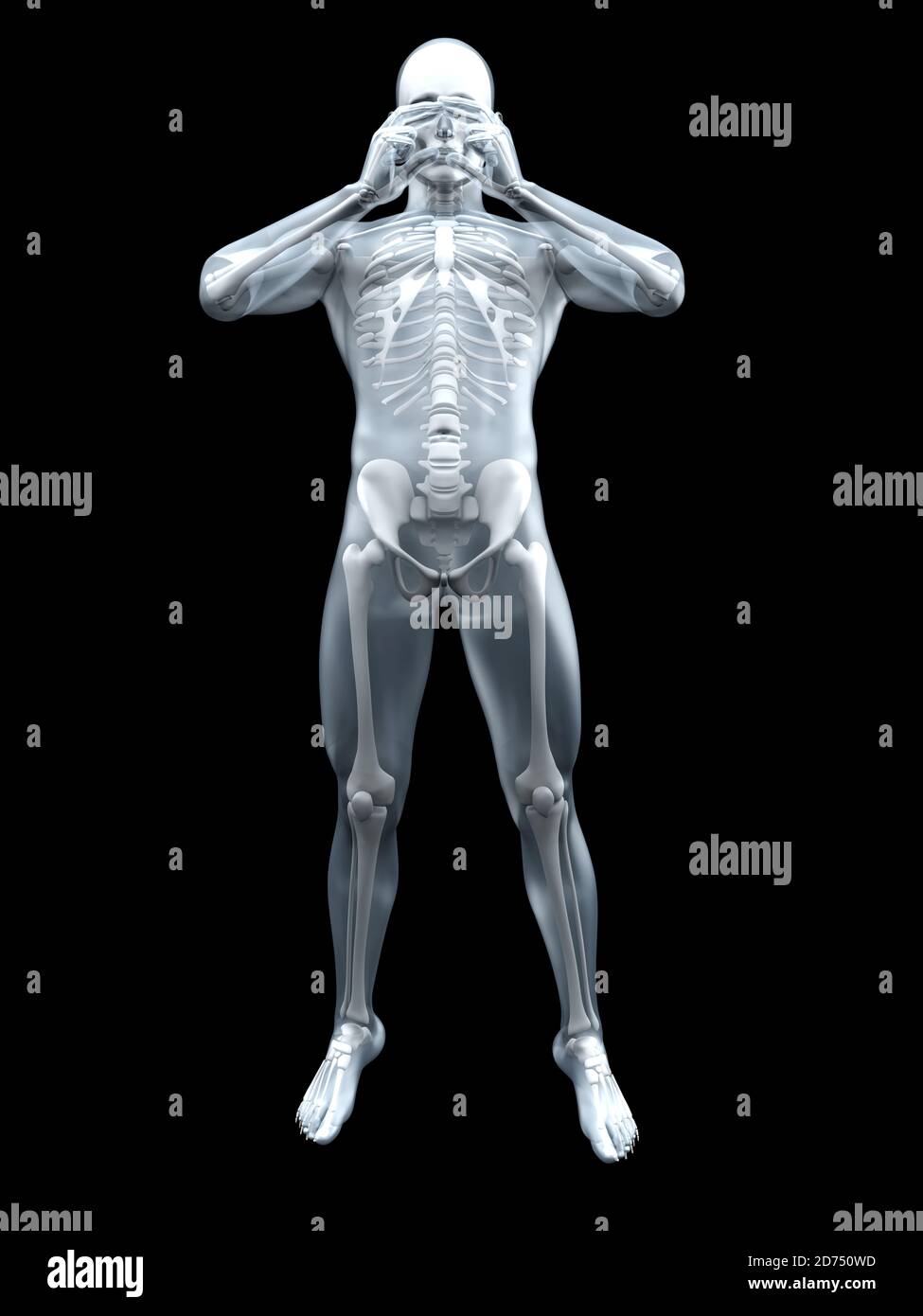 3D Illustration of the human anatomy xray view at the with skeleton