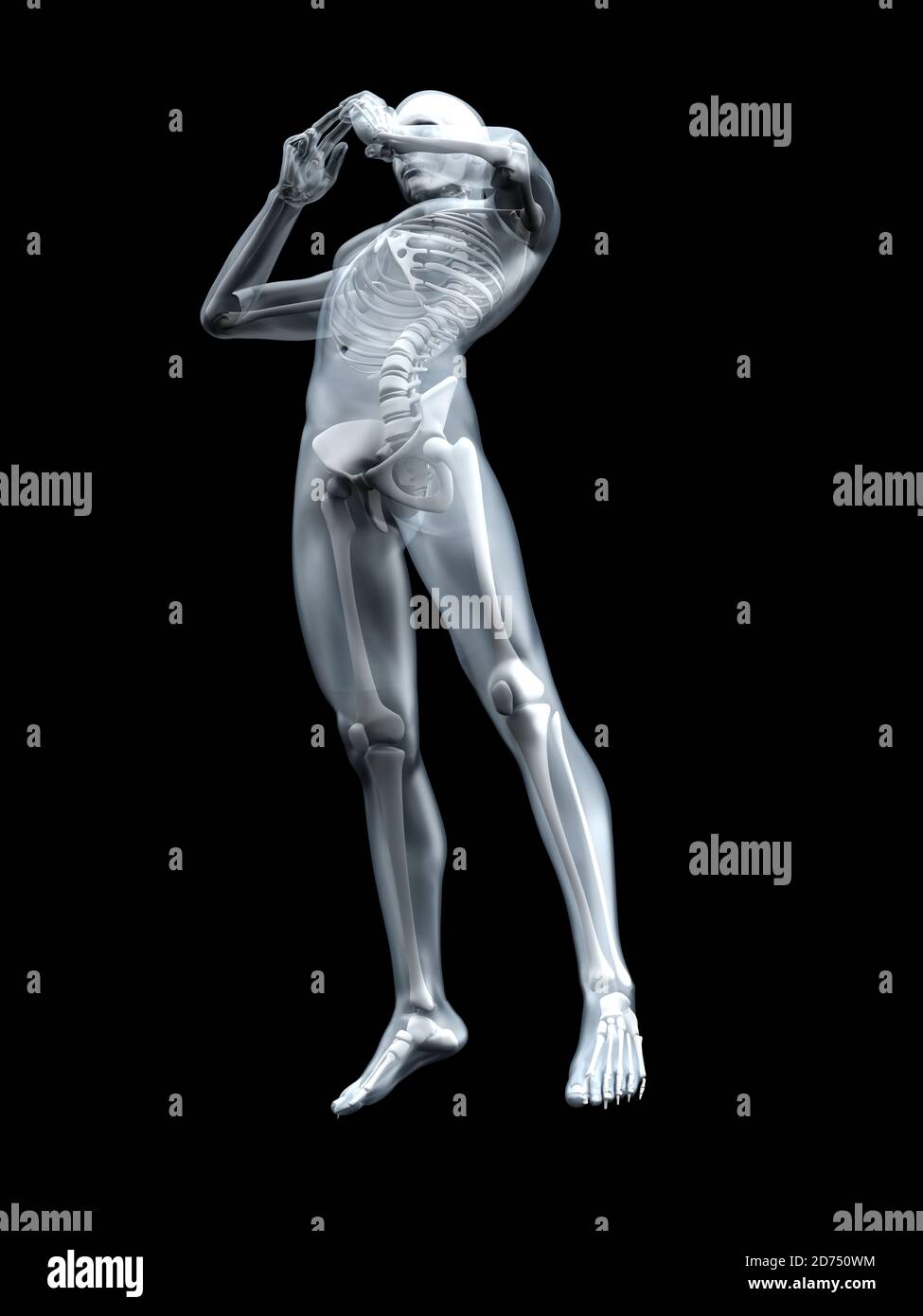 3D Illustration of the human anatomy xray view at the with skeleton