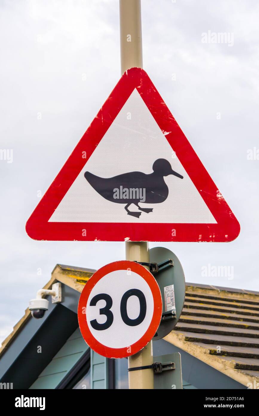 'Warning Ducks Crossing' UK Road Sign Stock Photo
