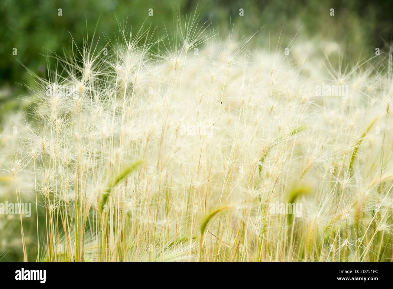 fuzzy and soft looking reed on a hot summer day Stock Photo