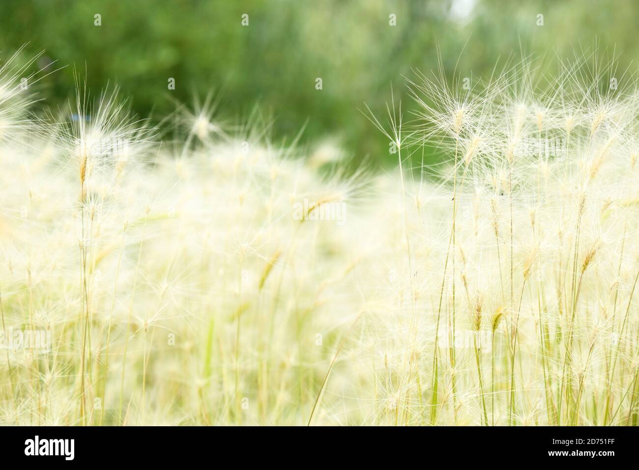 fuzzy and soft looking reed on a hot summer day Stock Photo