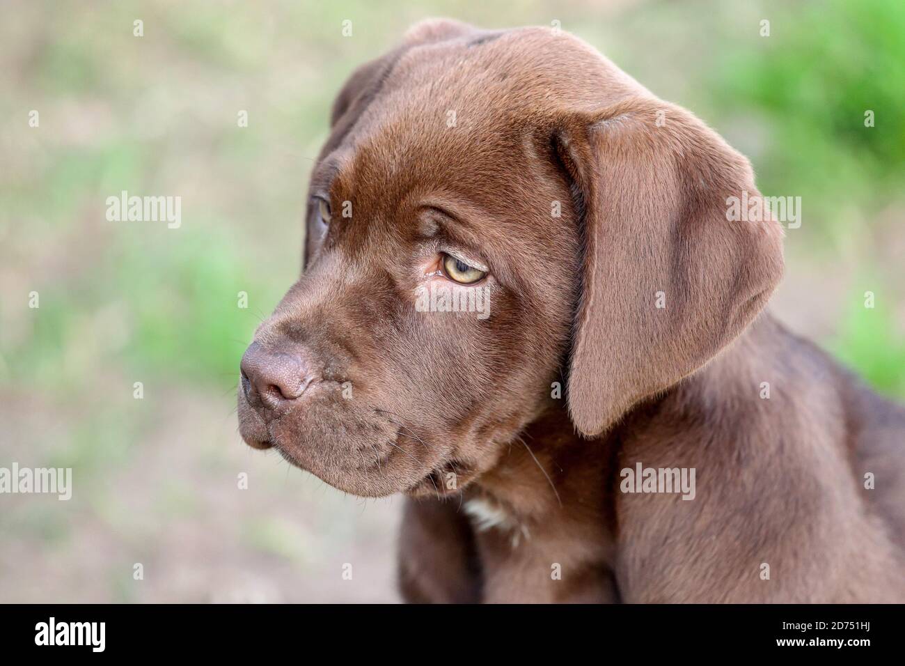 Portrait a chocolate retriever mix puppy Stock Photo - Alamy
