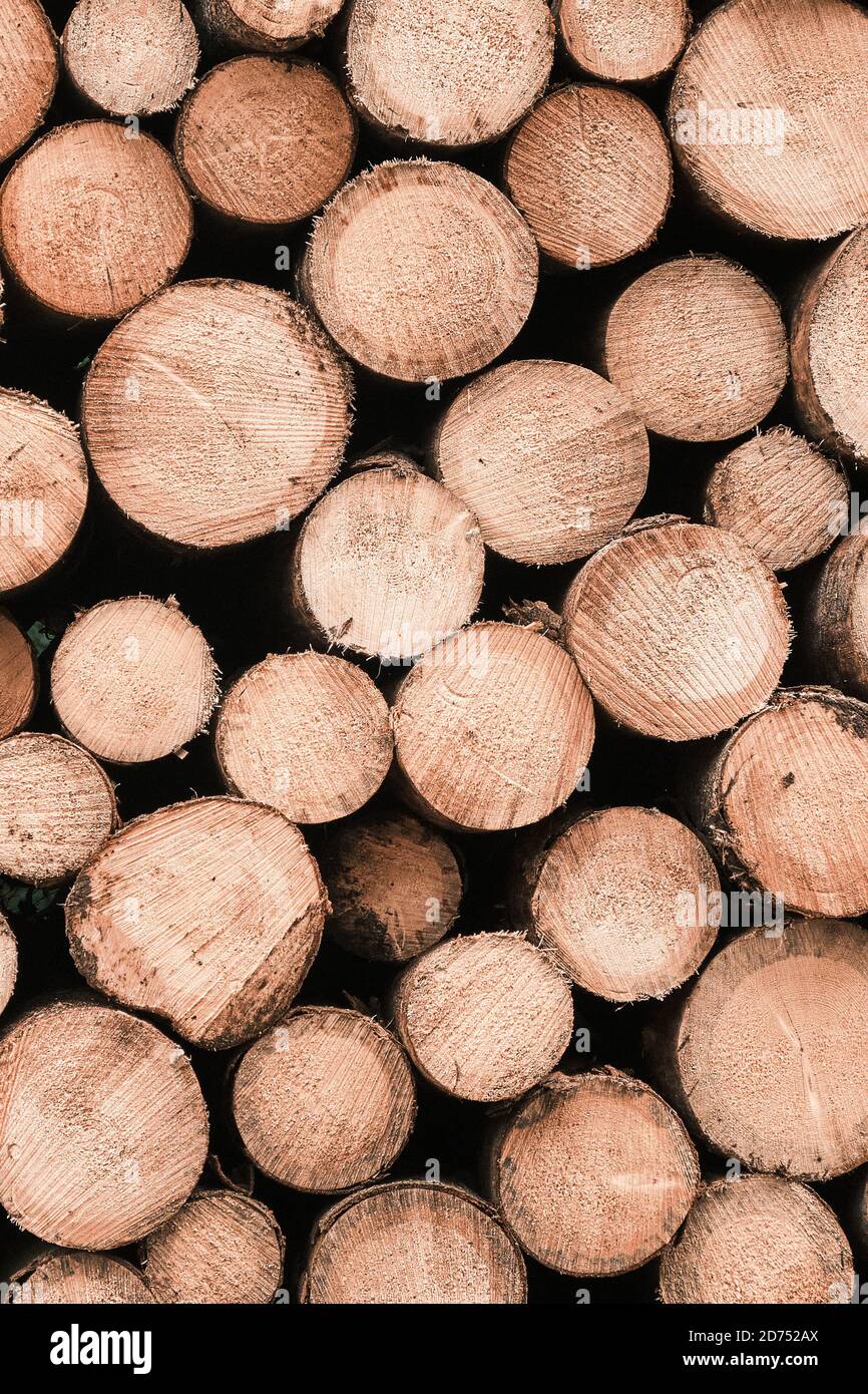 Pile of wood logs background. Round wooden texture. Freshly cut tree wooden logs for winter, production or processing.  Stock Photo
