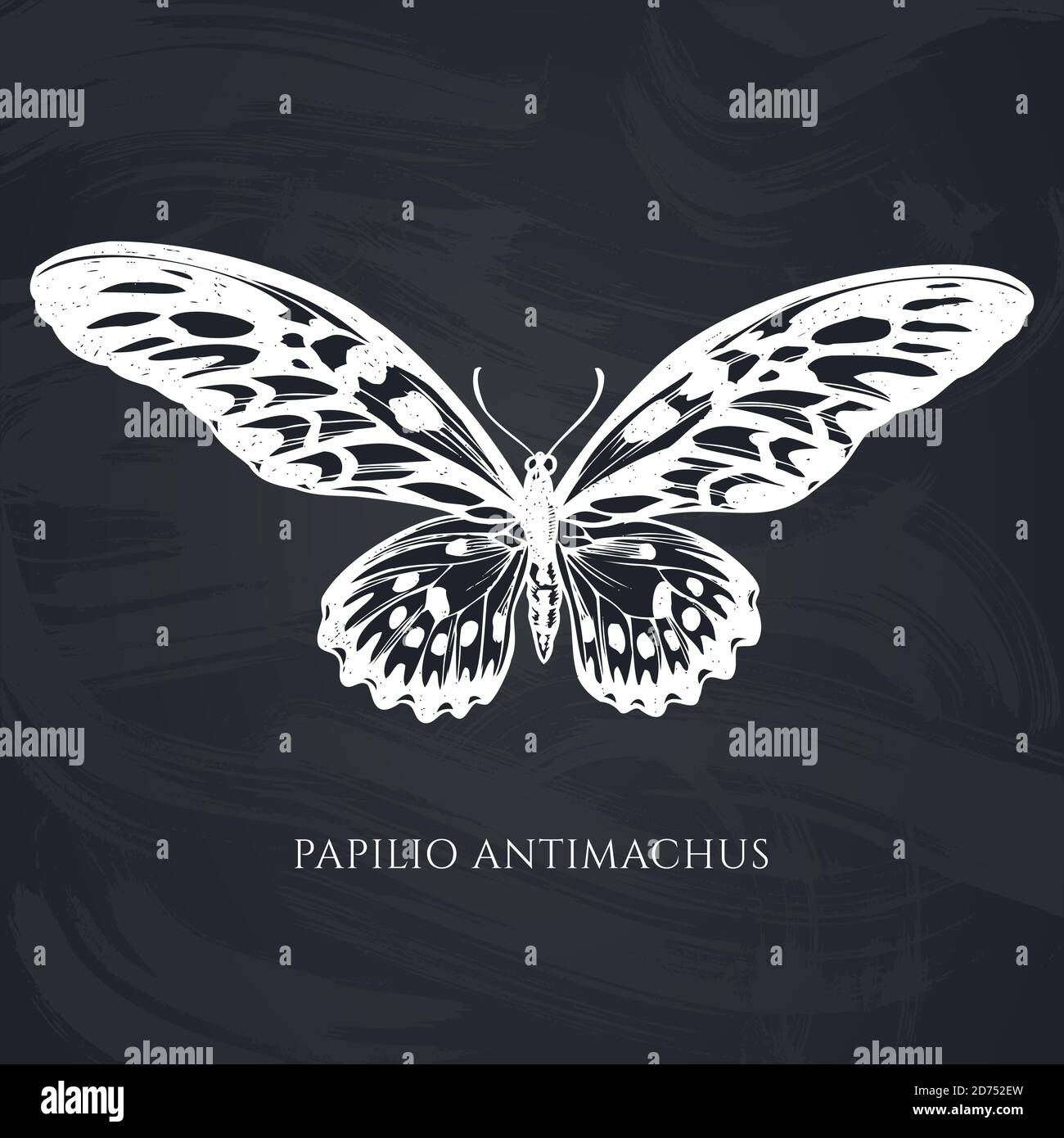 Vector set of hand drawn chalk african giant swallowtail Stock Vector
