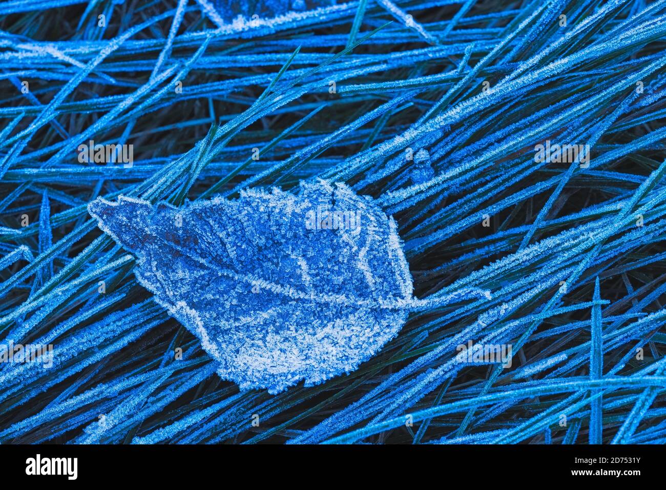 Frozen leaf background with ice crystals, deep blue color background Stock Photo