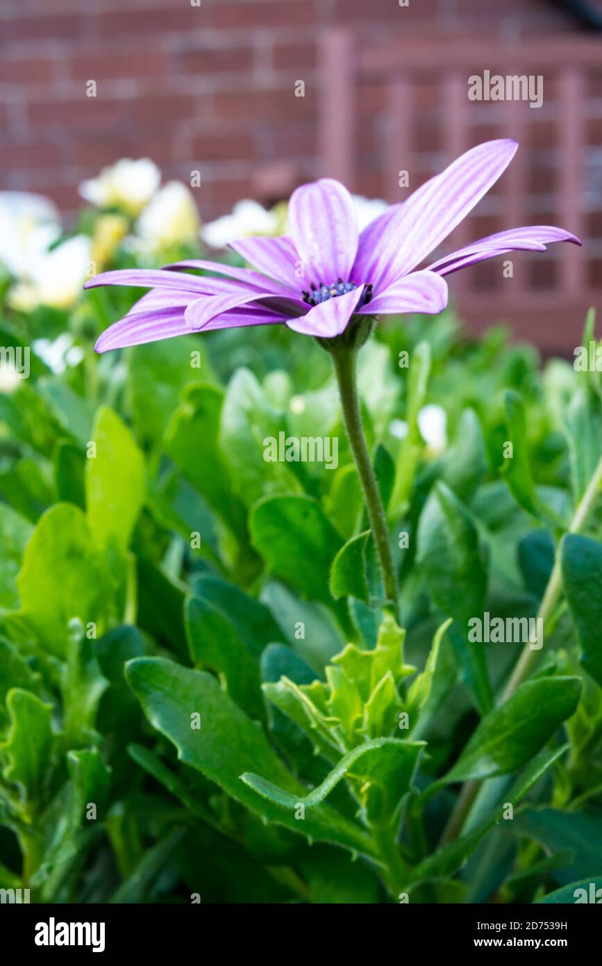 A Violet Osteo Spermum Flower Growing in a UK Domestic Garden Stock Photo
