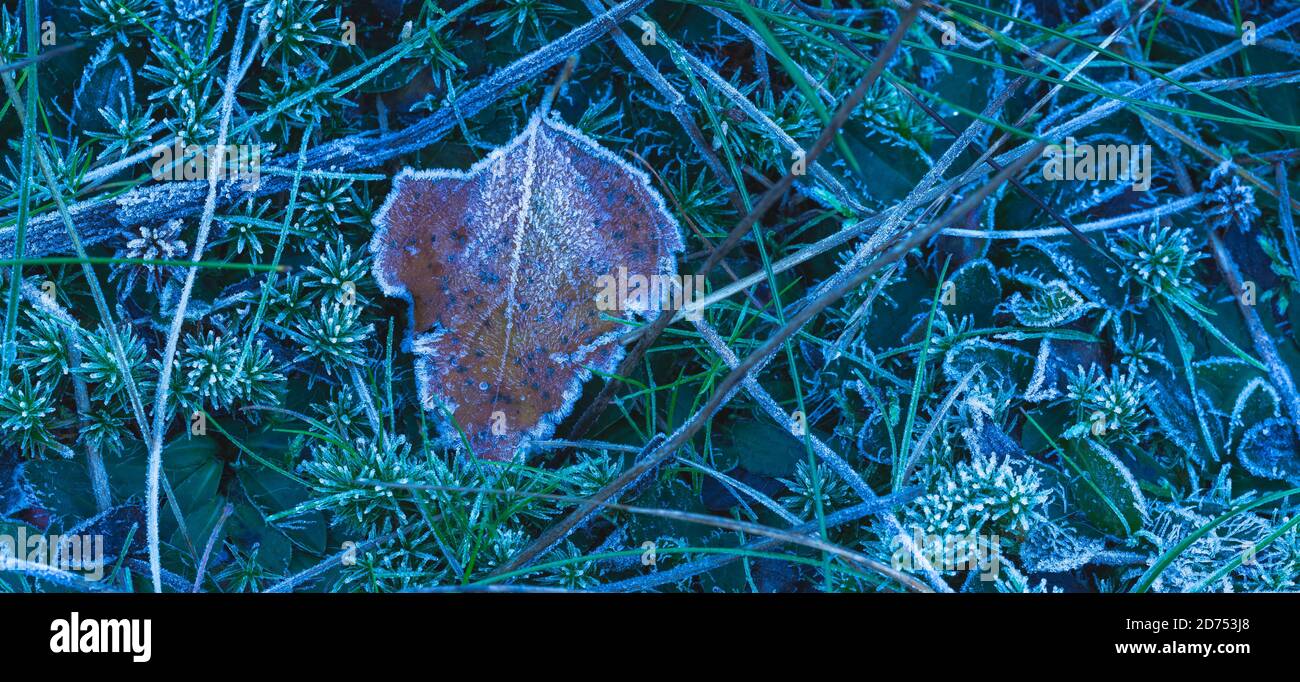 Frozen leaf background with ice crystals, deep blue color background Stock Photo