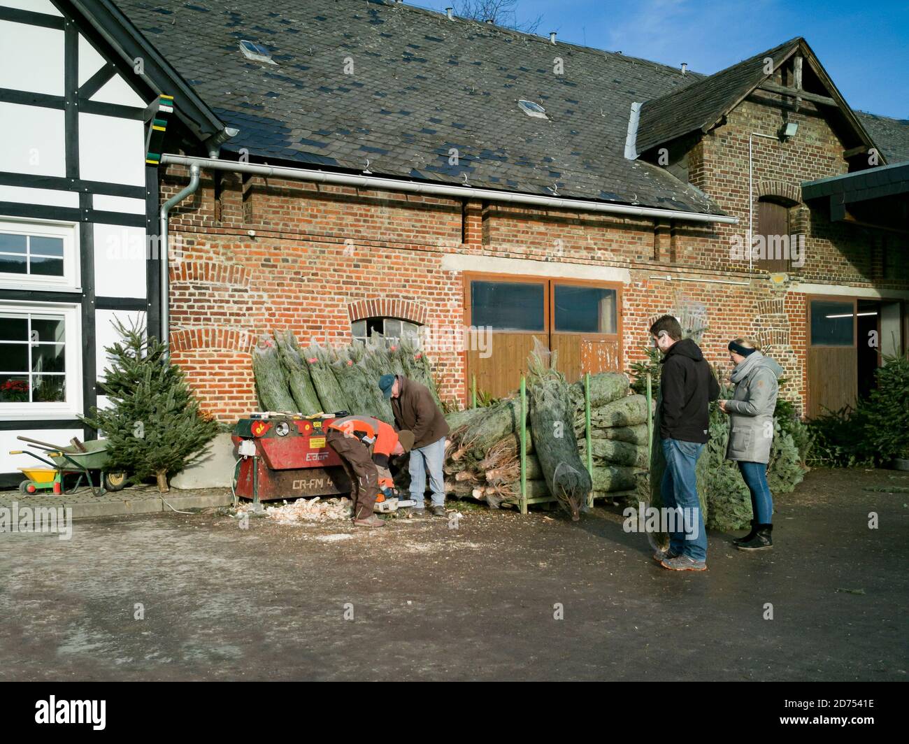 Bestwig, North Rhine Westphalia/Germany - December 15th 2019: Christmas trees are sold and packed. Stock Photo