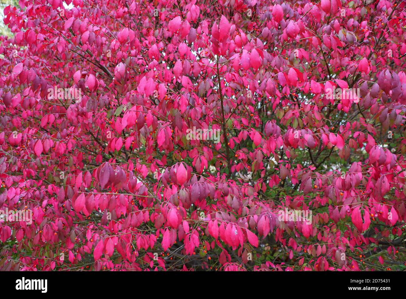 Spindle plant hires stock photography and images Alamy