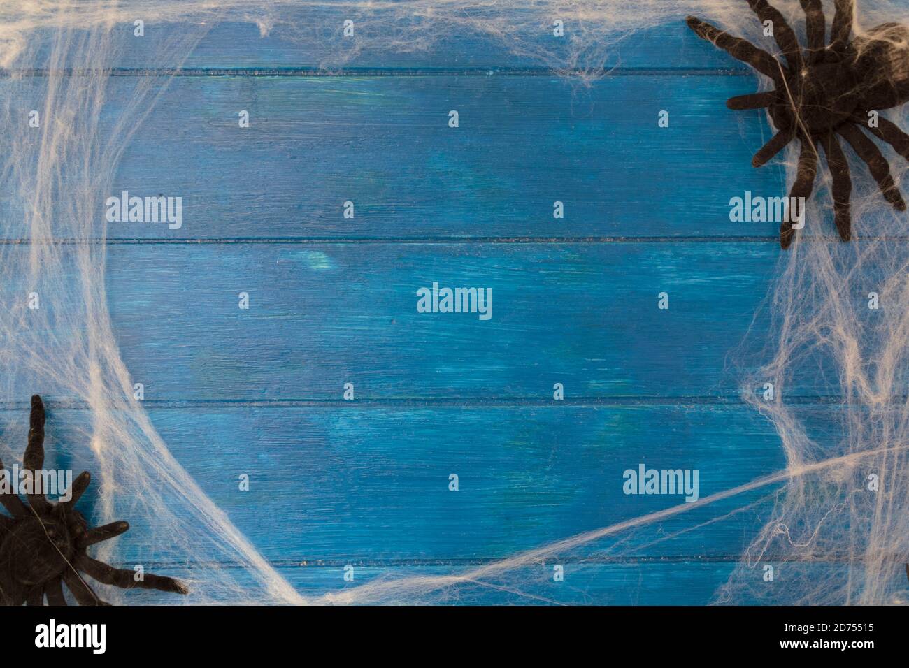 Top view of spider web and spiders on blue wooden table with copy space ...