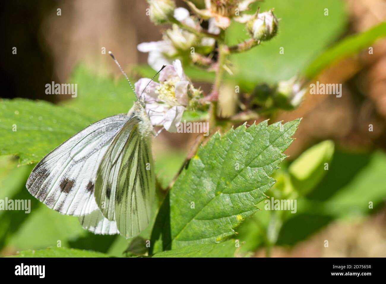 Green-veined White butterfly (Pieris napi)(summer brood female) nectaring on bramble flowers at Cabilla Woods, Cornwall, England, UK. Stock Photo
