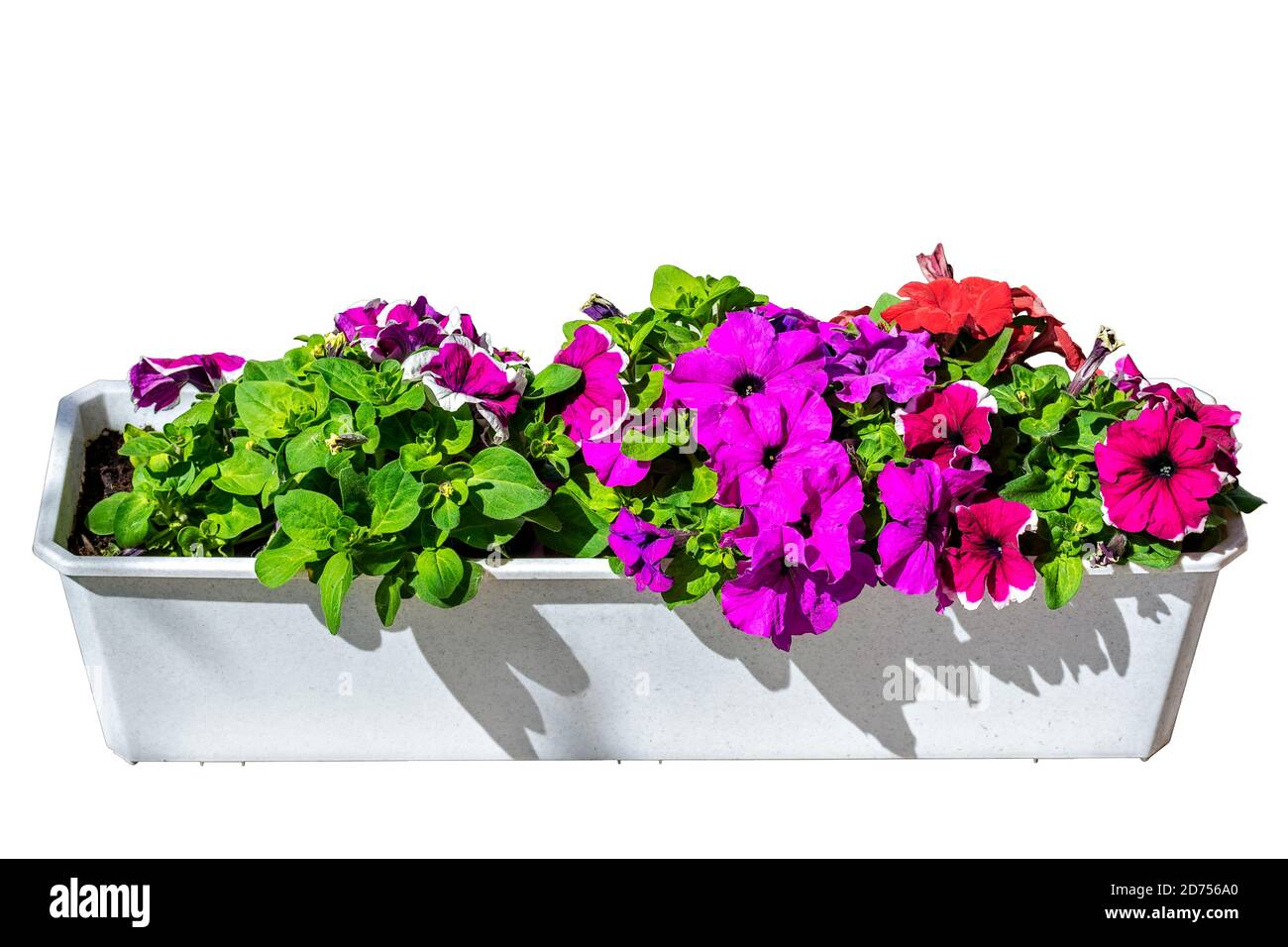 Petunia flowers of bright lilac color with green leaves in a white box isolated on a white background. Stock Photo
