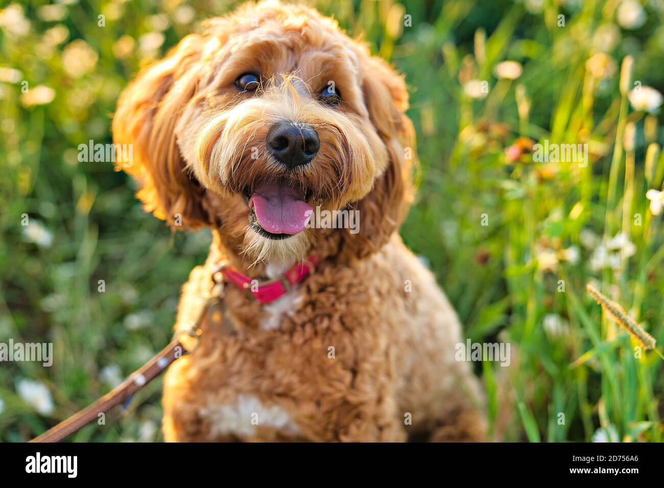 A cute dog at the sunset having fun as a puppy in a park Stock Photo ...