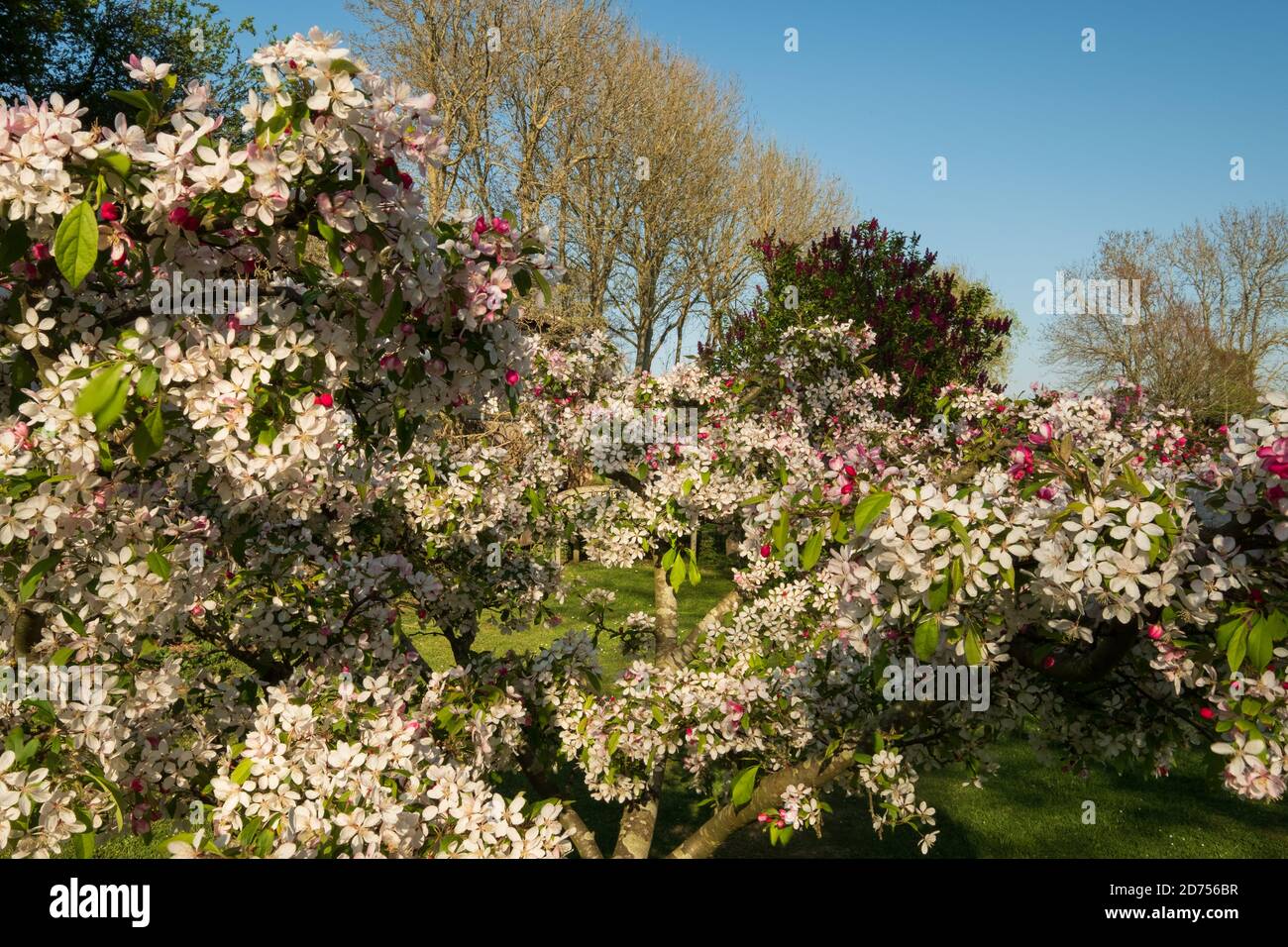 An ornamental crab apple blossoming in Spring (2) Stock Photo