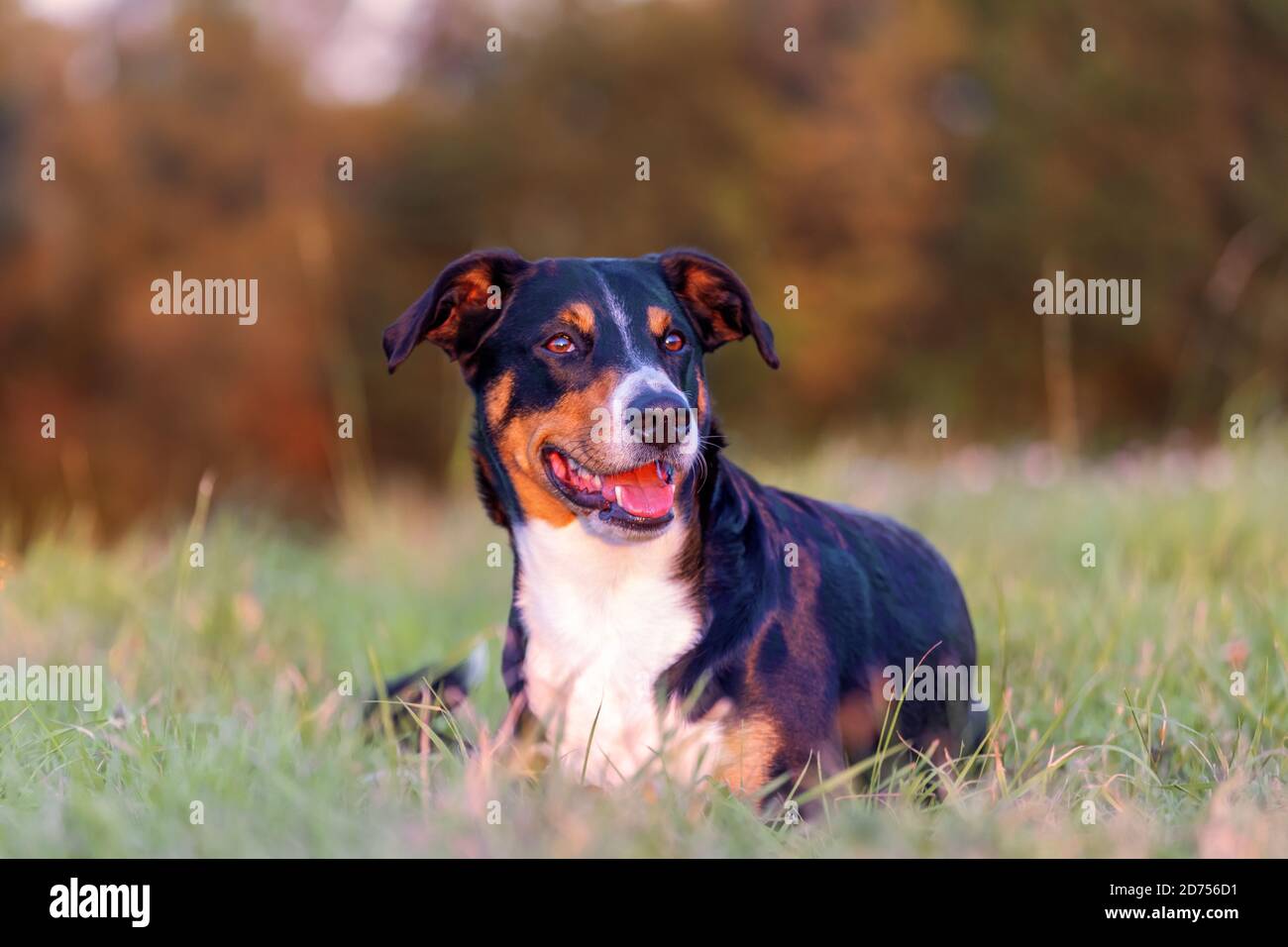 Portrait of appenzeller mountain dog, lying on the Autumn field, natural light Stock Photo