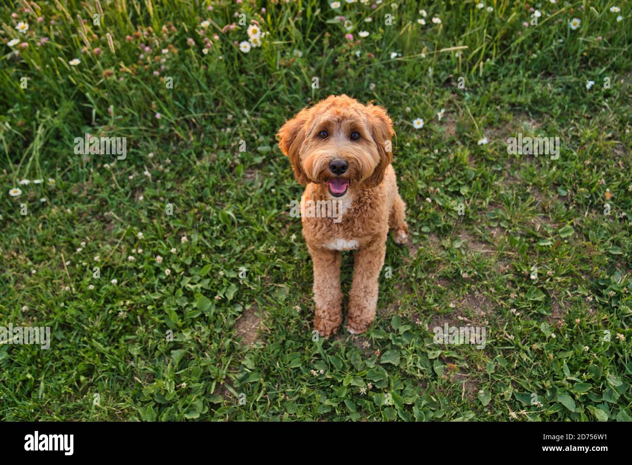 A cute dog at the sunset having fun as a puppy in a park Stock Photo ...