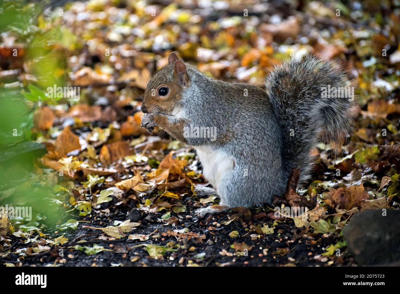 Grey squirrel, sciurus carolinensis. Stock Photo