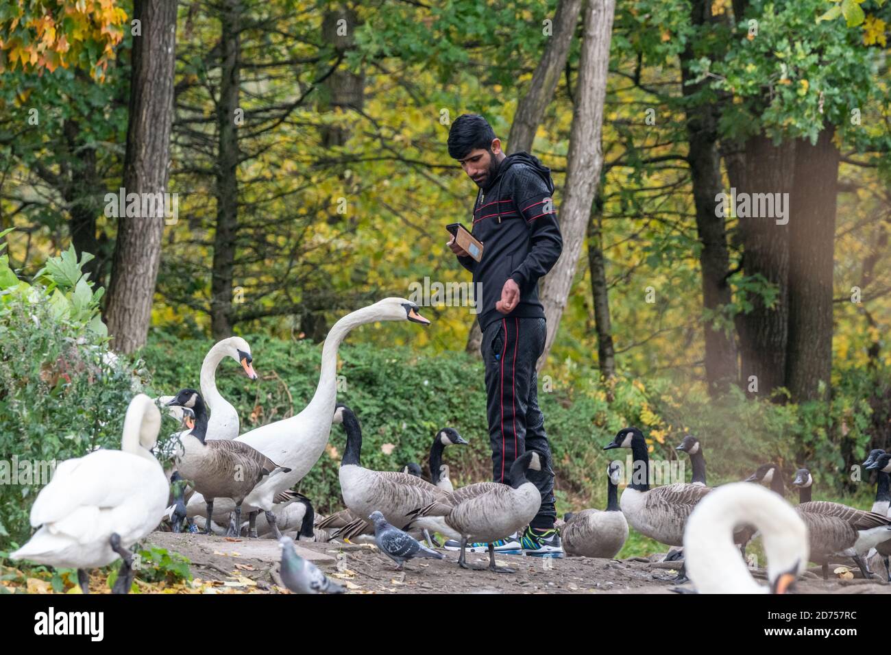 Young man in tracksuit feeding birds in a park in autumn, England UK Stock Photo