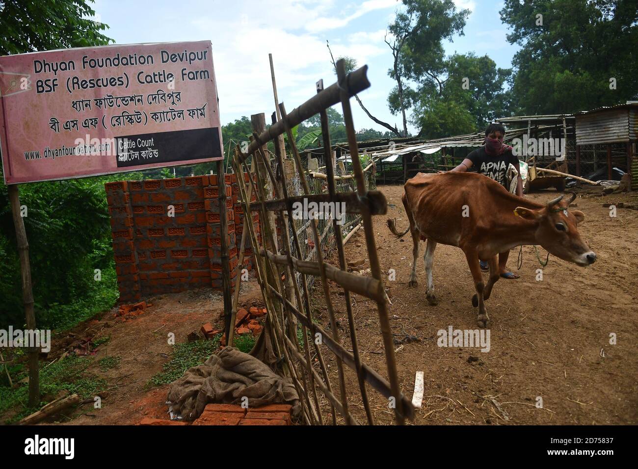 Cows feeding india hi-res stock photography and images - Page 3 - Alamy