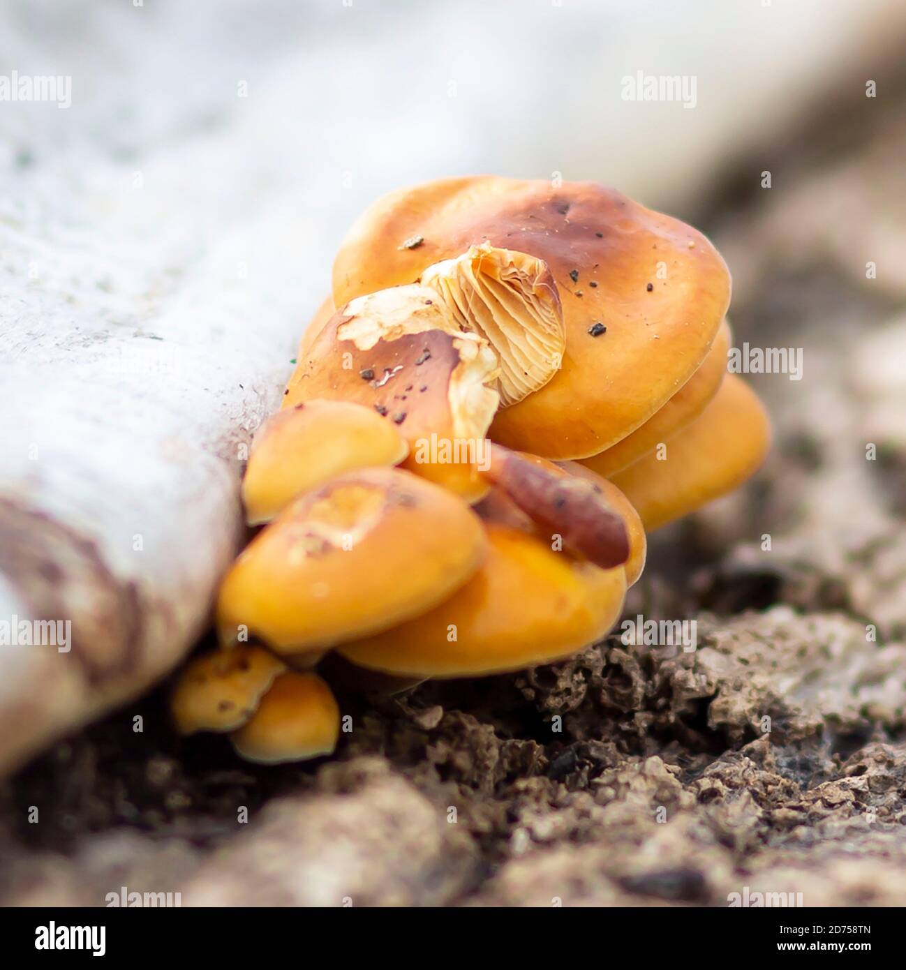 Orange mushrooms on a dead tree Stock Photo