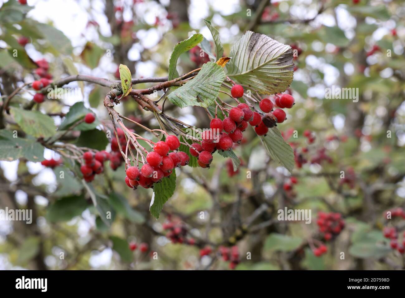 Beautiful raspberry branch ripening hi-res stock photography and images ...