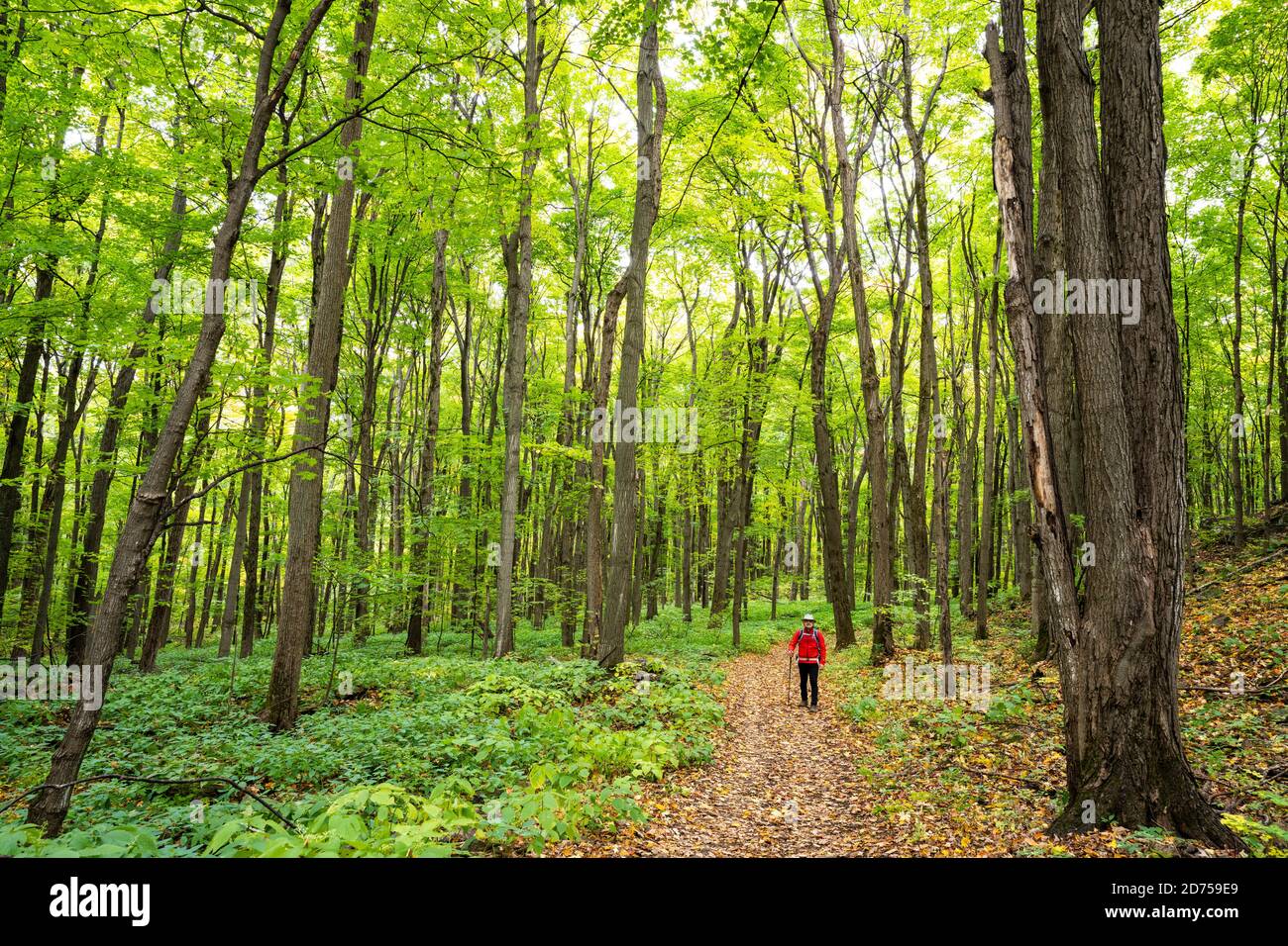 Active healthy man hiking in beautiful autumn forest Stock Photo