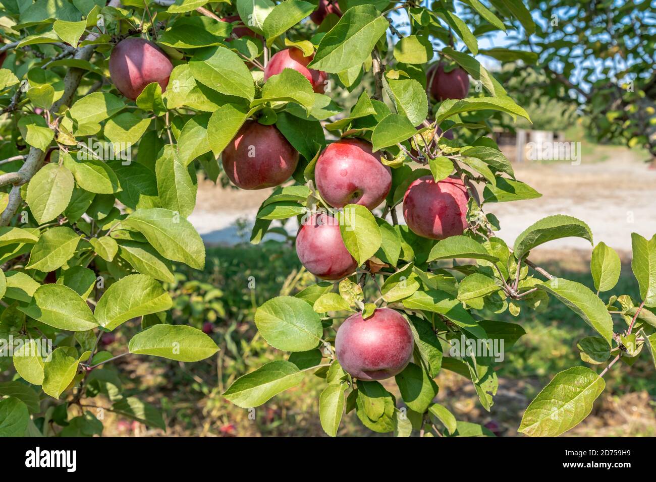 Detail image of red apples in an apple tree in Putney, Vermont Stock Photo
