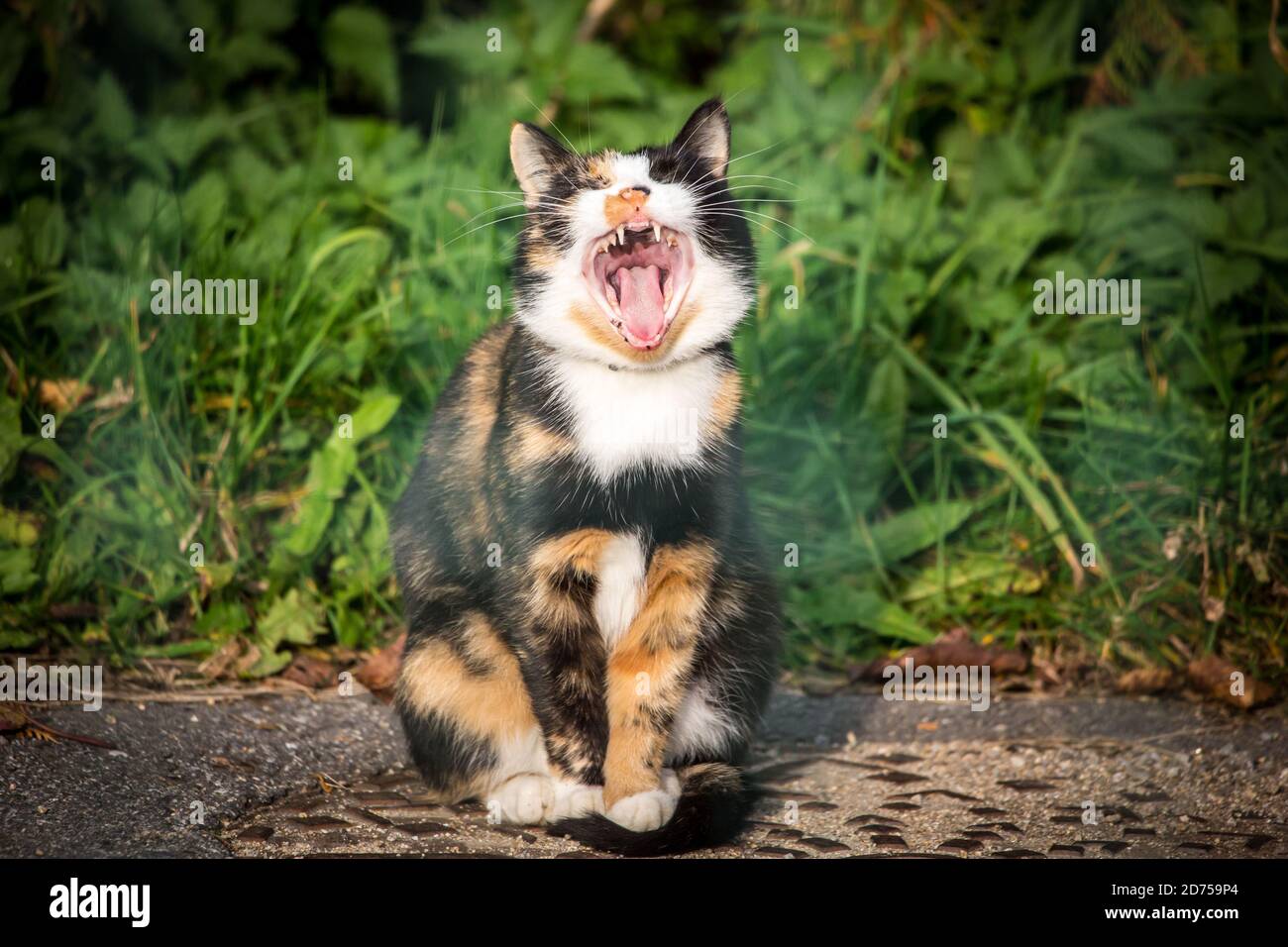 Tortoiseshell farm cat sitting in the sun and yawning Stock Photo