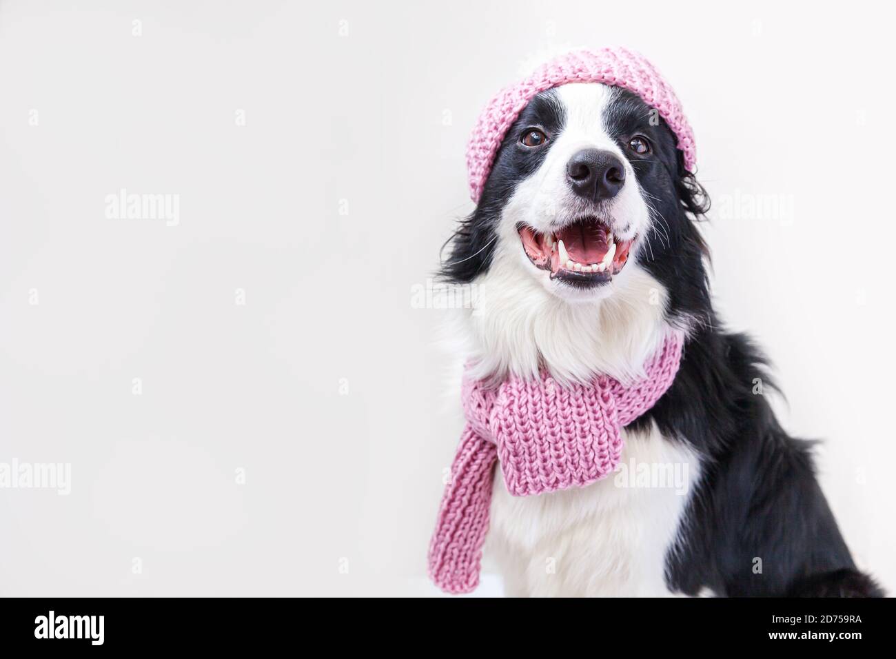 Premium Photo  Puppy dog border collie wearing warm knitted