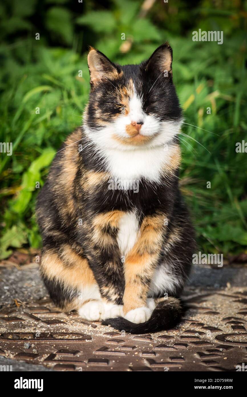 Tortoiseshell farm cat sitting in the sun Stock Photo