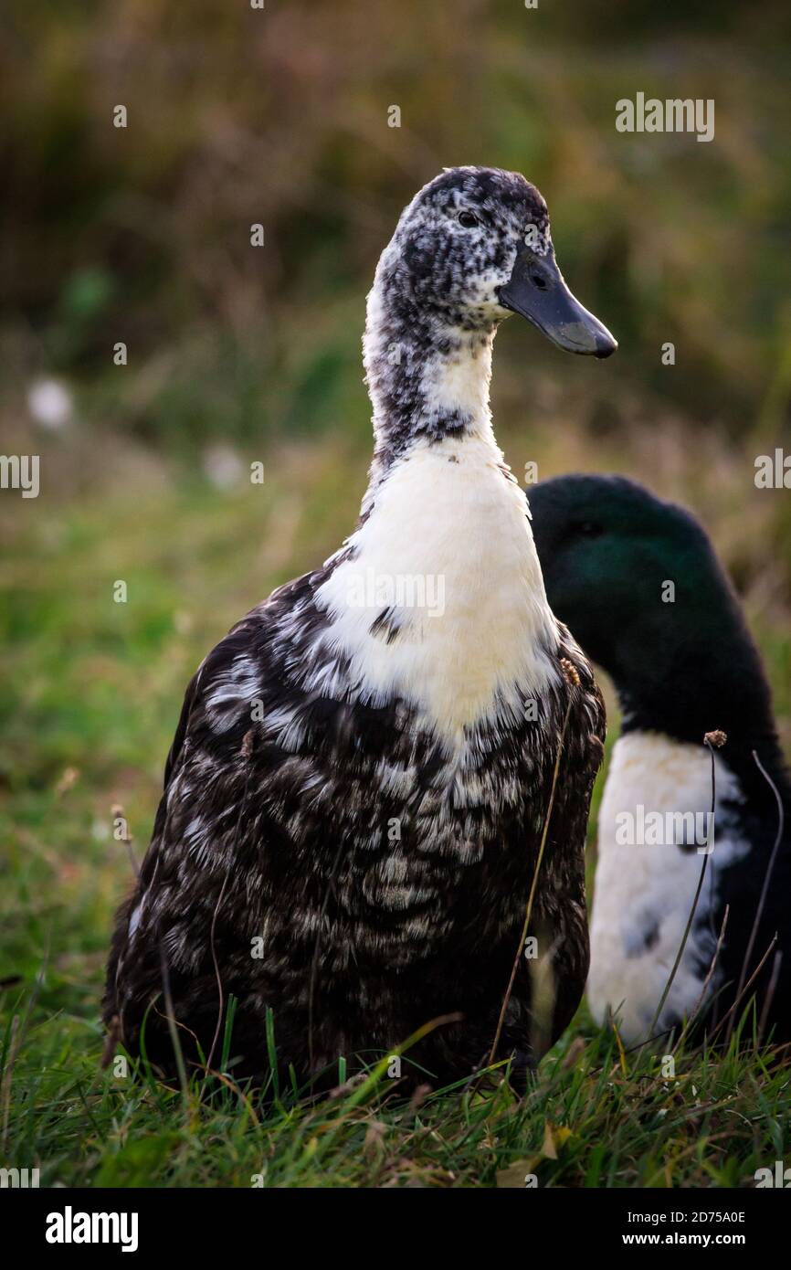 Pommeranian duck, an endangered duck breed from Germany Stock Photo Alamy
