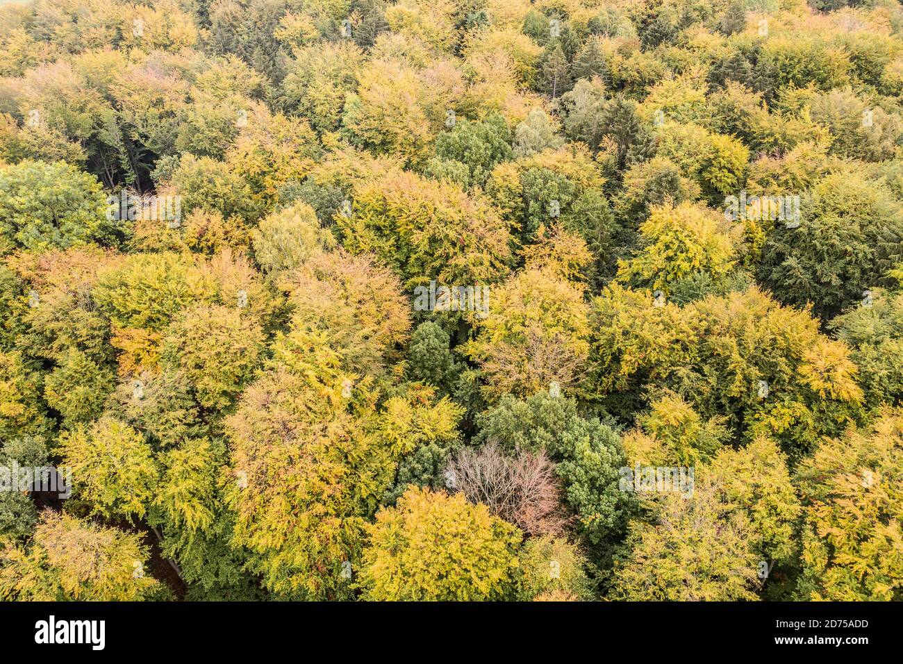Drone shot from forest sunset hi-res stock photography and images - Alamy
