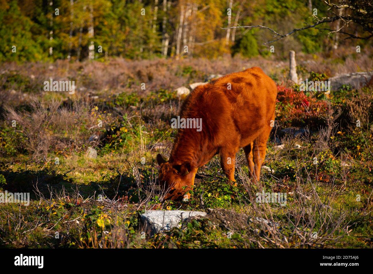 Cattle grazing in the black forest hi-res stock photography and images ...