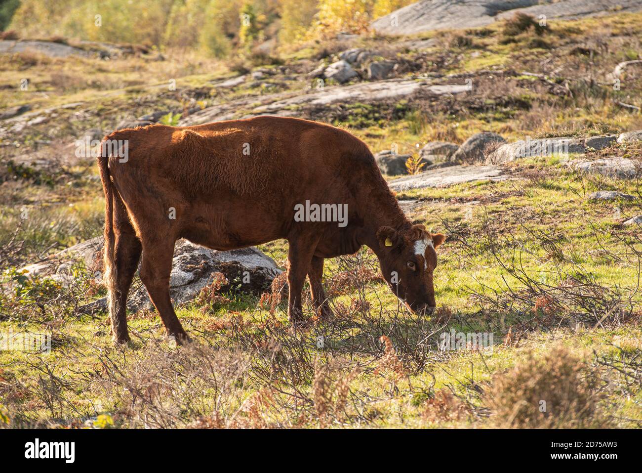 Brown cow grazing in an open field by a forest Stock Photo - Alamy