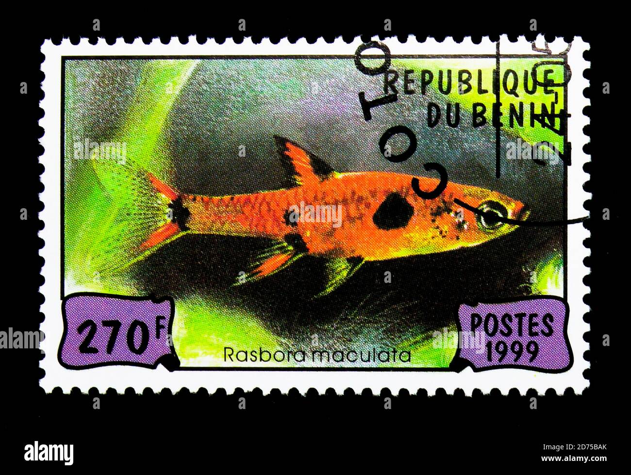 MOSCOW, RUSSIA - NOVEMBER 25, 2017: A stamp printed in Benin shows Dwarf Rasbora (Rasbora maculata), serie, circa 1999 Stock Photo