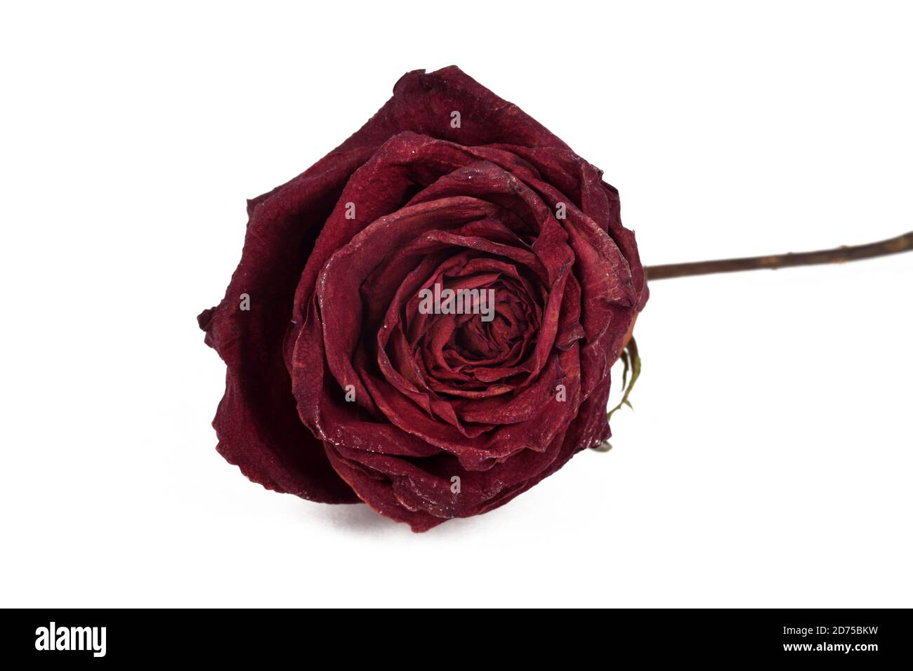 Red dried rose on a white background, isolate, closeup Stock Photo Alamy