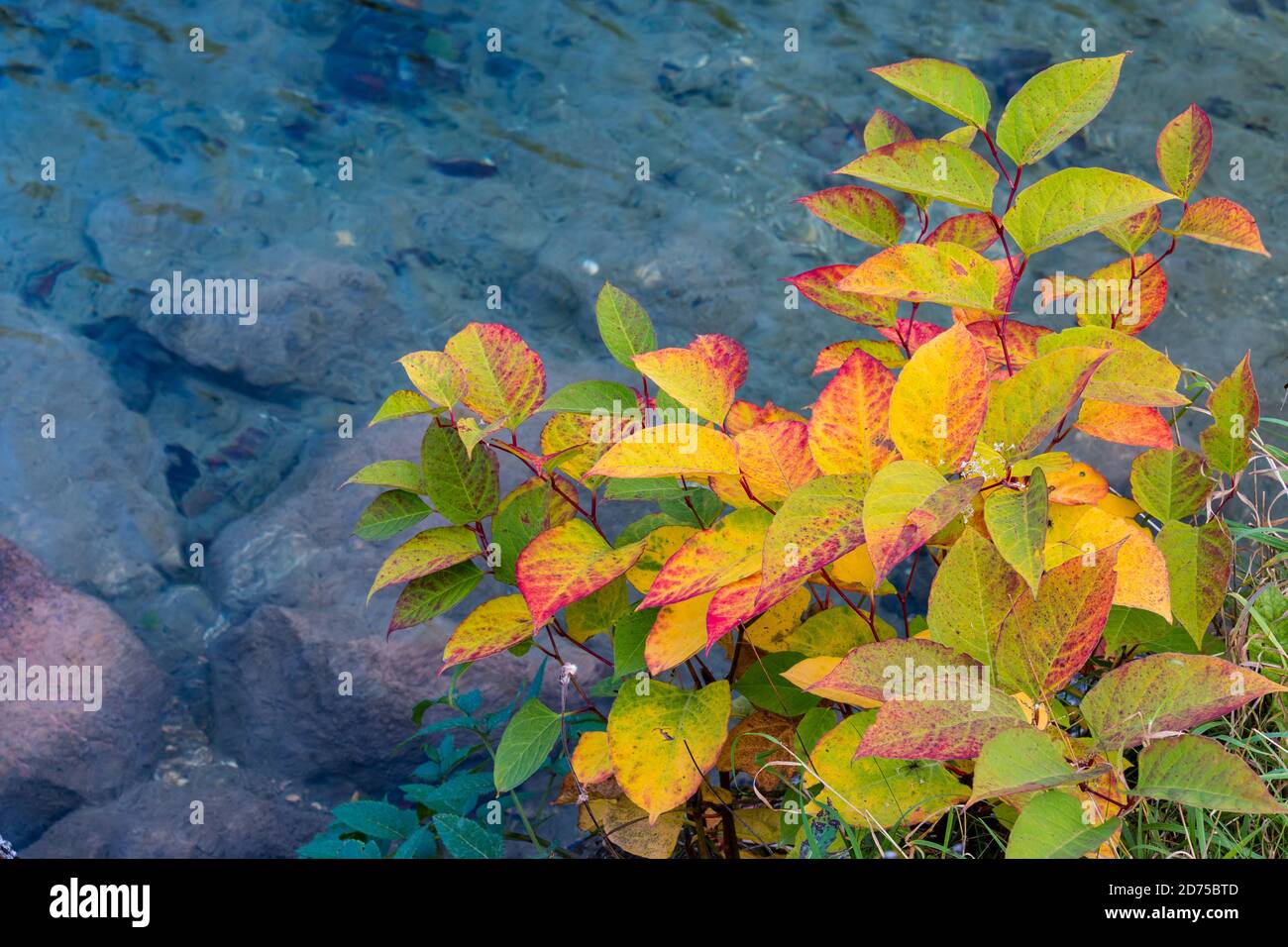 Yellow edge green leaves hi-res stock photography and images - Alamy