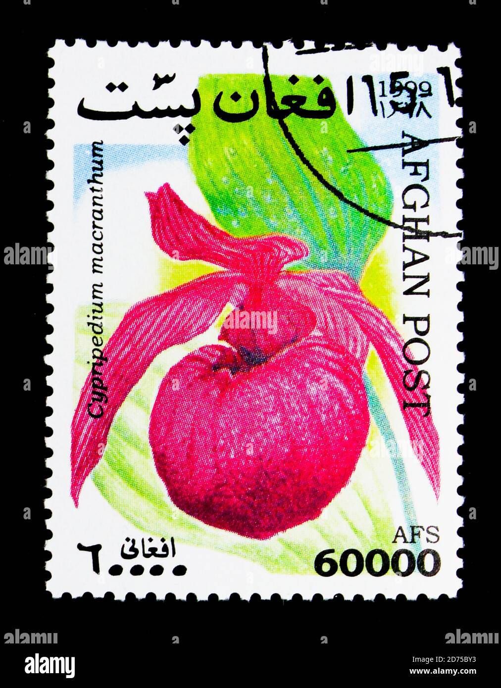 MOSCOW, RUSSIA - NOVEMBER 25, 2017: A stamp printed in Afghanistan shows Cypripedium macranthum - Large-flowered Cypripedium, Orchids serie, circa 199 Stock Photo