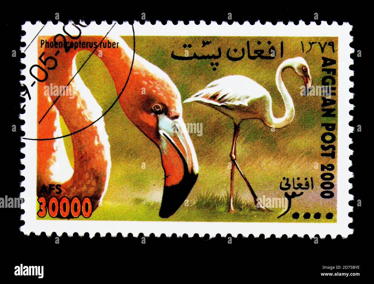 MOSCOW, RUSSIA - NOVEMBER 25, 2017: A stamp printed in Afghanistan shows Caribbean Flamingo (Phoenicopterus ruber), International Stamp Exhibition WIP Stock Photo